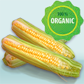 corn-organic.png