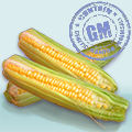 corn-gm.png
